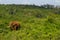 A forest elephant at Aberdares