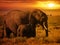 Forest elephant with her calf at sunset