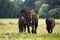 Forest elephants