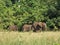 Forest Elephants, Gabon, West Africa