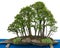 Forest with elm bonsai trees (Zelkova nire)