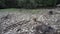 Forest enclosure with various juvenile and adult wild boars roaming