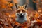 Forest encounter Red fox in the autumn woods, captivating scene