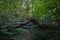 The forest on the Ennert, a fallen tree over a path.