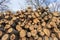 Forest exploitation. Pile of raw logs stacked at the edge of the forest.