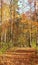 Forest fall colours landscape. Fall foliage rhapsody in forest wilderness