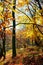 Forest in fall foliage. beautiful nature background on a sunny autumn day