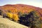 Forest in the fall. Picturesque mountain ranges in red and yellow colors.