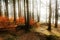 A forest with a fallen deciduous tree with sunlight and fog