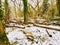 Forest with fallen over or chopped down trees covered in snow