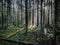 Forest, fallen pines, early morning, green grass, sun rays