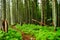 Forest with fallen trees