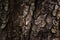 Forest fantasy texture cracked tree bark on a wide tree trunk background for design