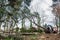 forest fellers uprooting a tree in the forest