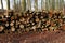 Forest felling, pile of logs.