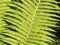 Forest fern