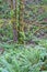 Forest of fern covered hillside