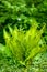Forest fern (Dryopteridaceae)