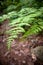 Forest Fern Leaves