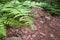 Forest Fern Leaves