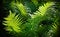 Forest fern nature background