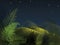 Forest fern with night summer landscape. Night before midsummer illustration.