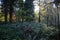 Forest ferns in autumn