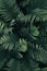 Forest ferns background, dark green leaves texture, low light plants pattern