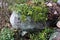 Forest in Finland: Green Plants and Big Rocks