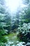 Forest with fir-trees after first snow in year in sunny rays. Gloomy fir wood