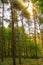 Forest with fir trees with sun light, Ukraine, Sofievka park