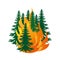 Forest fire. Burning forest spruce on fire. Disaster. Caution with forest fires. The trees are on fire.