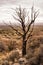 Forest Fire Charred Tree Still Stands Looking over West Texas Desert