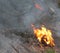 Forest fire or controlled burn closeup