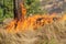 Forest fire devours dry grass and wood