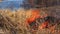 Forest fire: dry grass burning to ashes