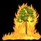 Forest Fire, fire in forest landscape damage, nature ecology disaster, hot burning trees, danger forest fire flame with