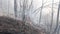 Forest fire. Fire in a wood. Disastrous consequences of forest fires. Mysterious spooky dark landscape background. Burning old dry