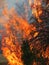 Forest fire flames in vertical photograph