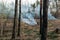 Forest fire, sawn trees burn and smoke after wood deforestation, destruction of coniferous trees