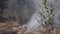 Forest fire, smoke, burnt trees, vegetation and ground. Wind swirls smoke