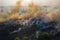Forest fire, trees burning in dry season. Nature in smoke, wildfire aerial view from drone