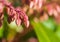 Forest Flame Buds