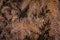 Forest floor in autumn - brown ferns