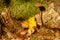 Forest floor in autumn, close-up of coarse woody debris