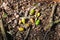 Forest floor with beech nuts from oaks. Nature background texture with copy space