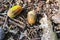 Forest floor with beech nuts from oaks. Nature background texture with copy space