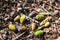 Forest floor with beech nuts from oaks. Nature background texture with copy space