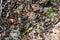 Forest floor with beech nuts from oaks. Nature background texture with copy space