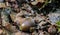 Forest floor with beech nuts from oaks. Nature background texture with copy space